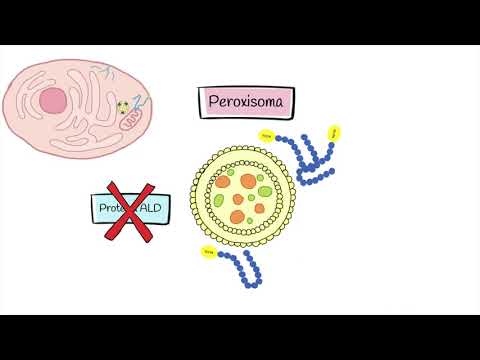 Thumbnail for EQUIPO No  40 2020 2 “Adrenoleucodistrofia