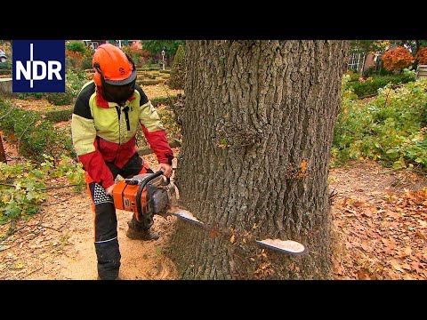Thumbnail for Herbststress für die Holzprofis | Die Nordreportage | NDR Doku