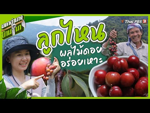 ลูกไหน ผลไม้ดอยอร่อยเหาะ | มหาอำนาจบ้านนา