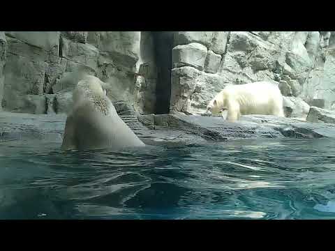 泳ぐ豪太。見守るユキ。たまに突進。後ずさり。Gota swimming. Yuki watching. Rushing occasionally. stepping back.