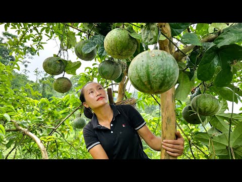 Harvesting Forest Fruits, Herbs goes to the market sell - Fence for ducks | Ly Thi Tam