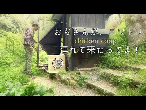 ニワトリが、我が家へやって来た!