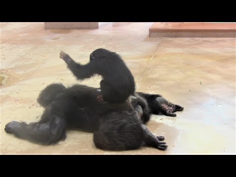 リュウ家族 チンパンジー 25 Chimpanzee Ryu family groups