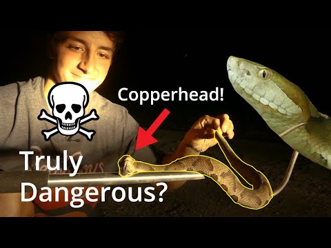 Thumbnail for The Copperhead Snake: 3 Myths Busted! (Venom, Aggression, and Identification)