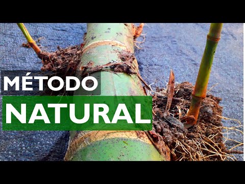 Thumbnail for Plantar Bambú | Forma de reproducirlo.