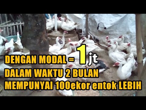 initial capital for breeding ducklings, modal awal ternak entok pembibitan