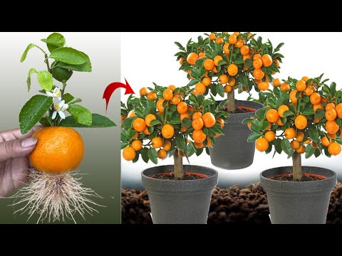 Thumbnail for New idea ! Growing Oranges With Aloe Vera and Eggs​ | How to Grafting Oranges