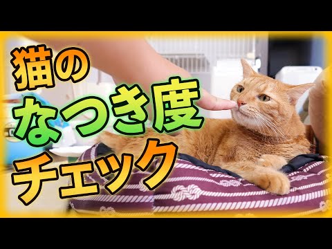 猫に懐かれてる?なつき度をチェックしよう!