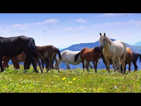 Thumbnail for The LORD cares for each and every one of his little ones 2