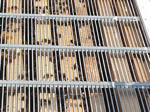 saniranje prelaska pcela iz plodista u mediste nakon dodavanja maticne resetke remediation of bee tr