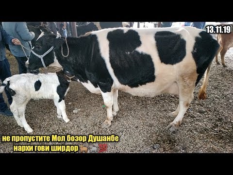 гов бозори душанбе нархи гови ширте ва гусфандхо 13 ноября не пропустите