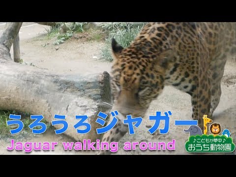 京都市動物園 ウロウロしているジャガー - Jaguar walking around -