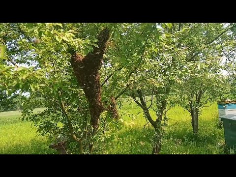 RÓJKA - o której wylatuje? Kto decyduje o wylocie - matka czy pszczoły? (26.05.2023)