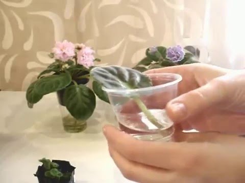 Как сохранить лист фиалки, если он загнил.