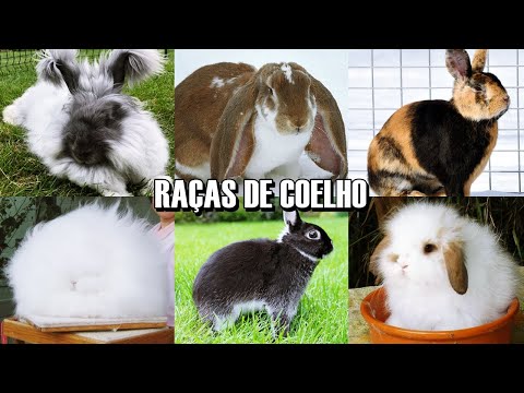 TOP 10: AS RAÇAS MAIS BONITAS, RARAS E INCRÍVEIS DE COELHO