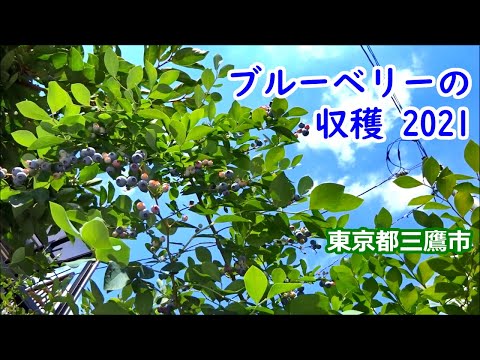 ブルーベリーの収穫 2021 ヴァーチャル ブルーベリー狩りをお楽しみ下さい【東京都三鷹市】