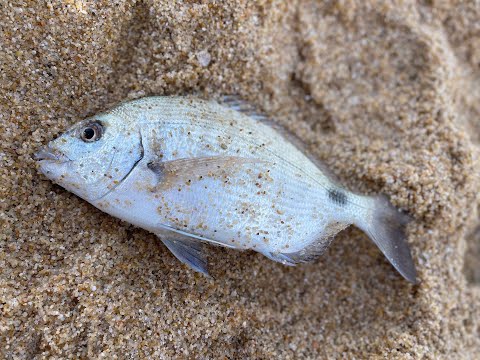 Diurna e anoitecer - Costa Alentejana - 09/10/2021