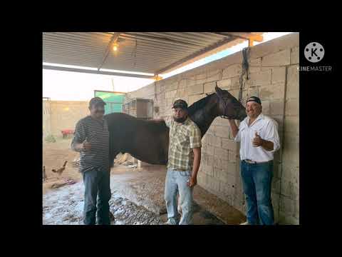 Thumbnail for EL FANTASMA G(historias de carril)