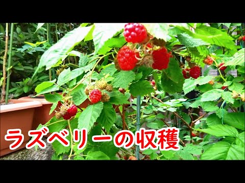 ラズベリーの収穫【栽培・育て方・成長記録】