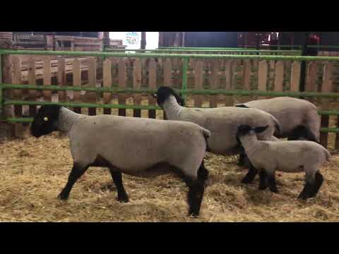 Thumbnail for ETÇİ SUFFOLK KOYUNU VE KARANTİNA ÇİFTLİĞİMİZ