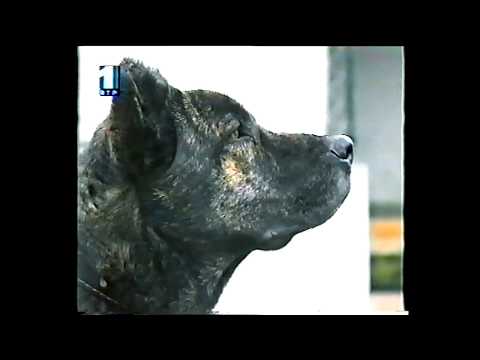 Clube do Cão de Fila de São Miguel - Episódio 1