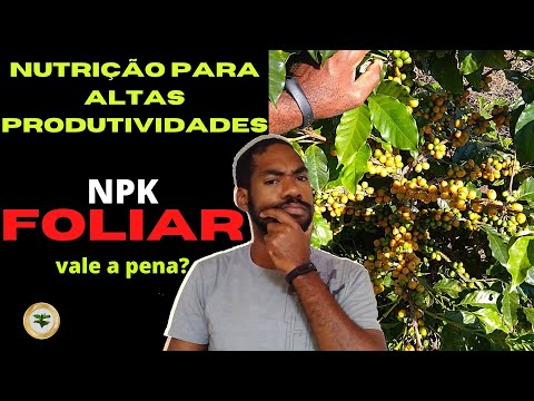 QUAIS NUTRIENTES O CAFÉ MAIS PRECISA PARA ALTA PRODUÇÃO?