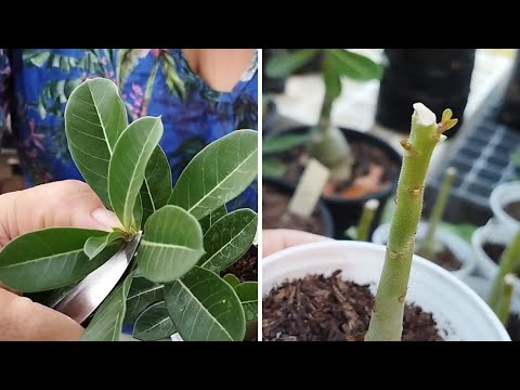 Resultado da Poda Apical nas Mudinhas de Rosa do Deserto