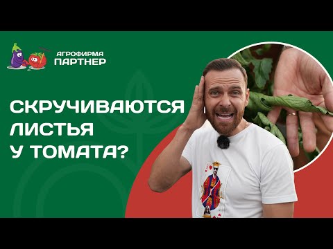 Thumbnail for Почему скручиваются листья томата? Опасно это или нет и как помочь растениям.