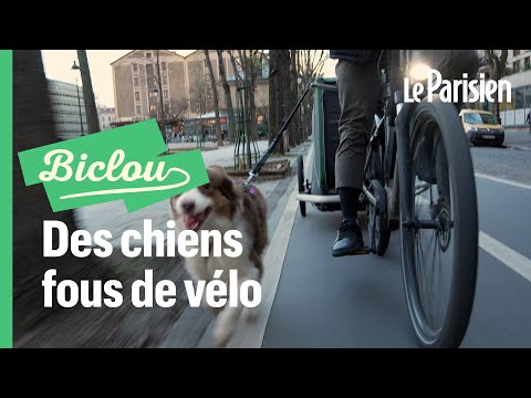 «Mon border collie doit courir deux fois par jour !»  : ces cyclistes qui roulent avec leur chien