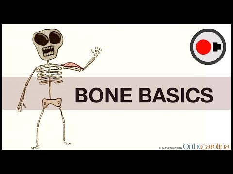 Thumbnail for Bone Basics: How They Heal + How to Keep them Healthy