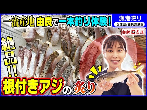 【アジの一本釣り】竿は素人、俺は指で釣る!腕利き漁師さんから名言連発!激レア&絶品アジを刺身&炙りで堪能【漁港巡り 兵庫県 由良漁港編】