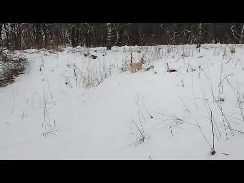 Злодей от Кнут 2. и Еста - Катя  .год с небольшим .