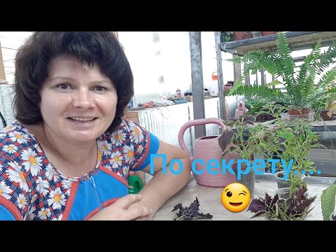 Thumbnail for Как сохранить зимой колеусы и нарастить пышные роскошные кустики?