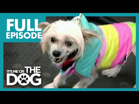 Thumbnail for The Dog From Hell: Tallulah | Full Episode | It's Me or the Dog