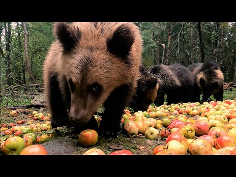 МЕДВЕЖАТА и СЛИВОВО-ЯБЛОЧНЫЙ ПИР