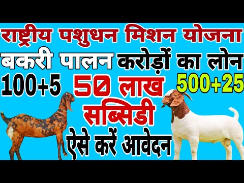 #NLM Goat Subsidy Scheme ????Bank Loan through NLM राष्ट्रीय पशुधन मिशन स्कीम से बकरी पालन लोन कैसे लें