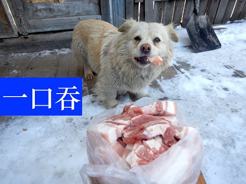 流浪狗2天没吃肉,34元买一盆五花肉,连皮带肉吞着吃