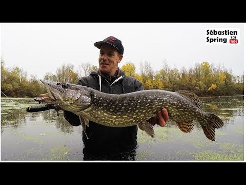 Pêcher le brochet en surface en automne, c'est possible!