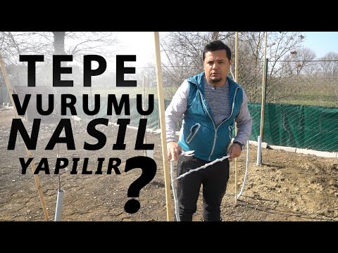 YENİ DİKİLEN CEVİZ FİDANLARINDA TEPE VURUMU NASIL YAPILIR ?