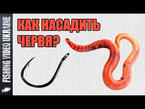 Thumbnail for Как насадить червя на крючок | 1080p