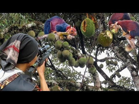 Thumbnail for BERBURU ????TUPAI LANGKAH DAN TUPAI LIAR HANCURKAN KEBUN DURIAN