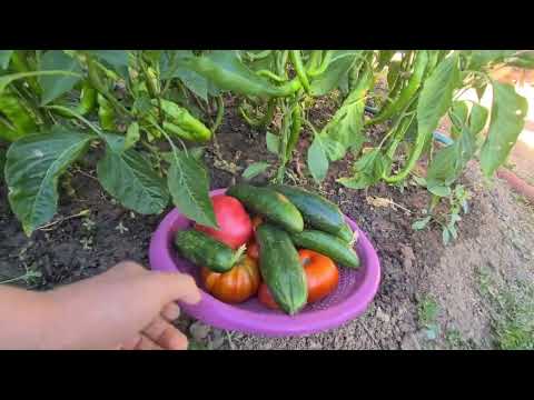 VARDIDA VERMEDİM Mİ? 8 GÜN SONRA BAHÇE ZENGİNLEŞMİŞ SİĞİLLİ YENİR Mİ SÜS MÜ? YORUM ATIN BİLMEM LAZIM