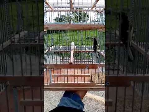 Thumbnail for DOMINICO MAESTRO