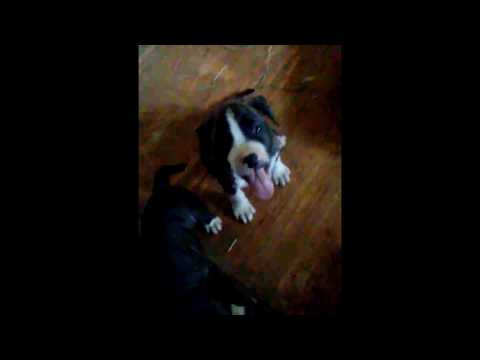 Thumbnail for #midnighttrainbullieskennelhomestead
#americanbulliespuppies
How to POTTY TRAING