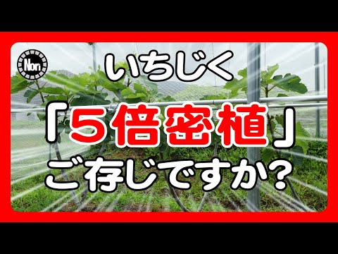 Thumbnail for 【いちじく】5倍密植