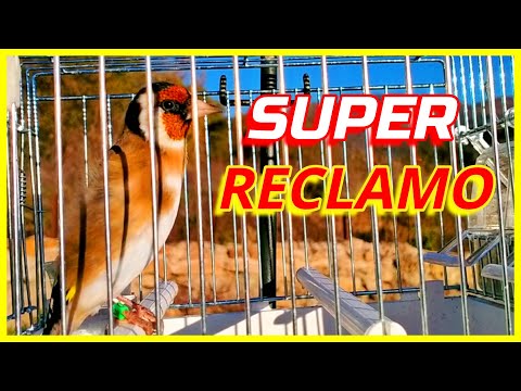 Thumbnail for SUPER RECLAMO DE JILGUERO/Jilguero Campero