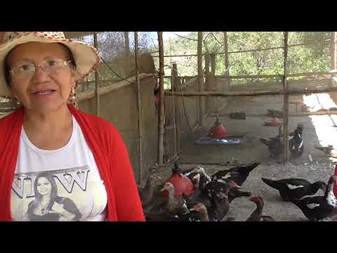 Producción y Comercialización de Patos