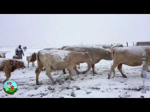 Thumbnail for 【乌音嘎】#293 2018年第一场雪 乌音嘎家就出生小牛犊 真是羡慕