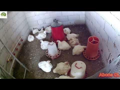 Thumbnail for #KÖY İŞLERİMİZ - #TAVUKLARIMIZ ÖLDÜ - #FİDE EKİMİ YAPTIK - #YENİ #KÜMES İ#NŞATINA DEVAM EDİYORUZ