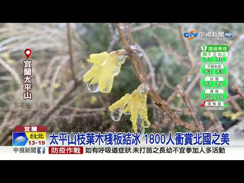 Thumbnail for 太平山0度沒下雪! 枝葉結冰霧淞美景再現│中視新聞 20230226
